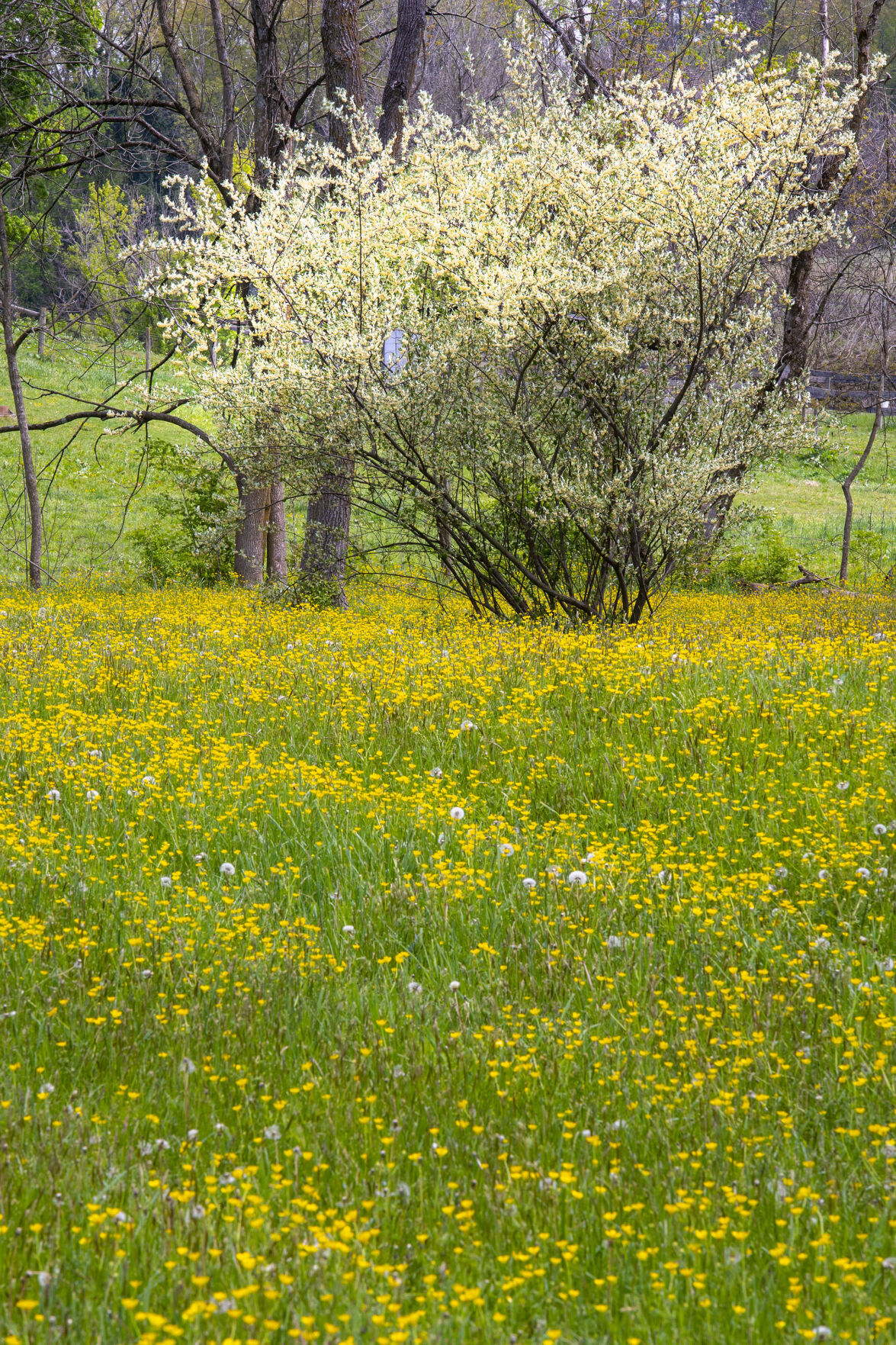 Spring Colors
